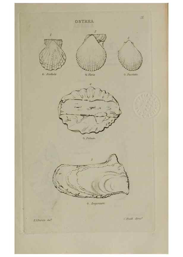 Reproducción/Reproduction 24646913755: Elements of conchology :. London :J. Duncan,1844.