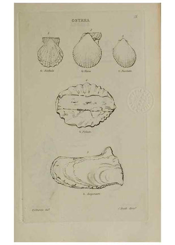 Reproducción/Reproduction 24646913755: Elements of conchology :. London :J. Duncan,1844.