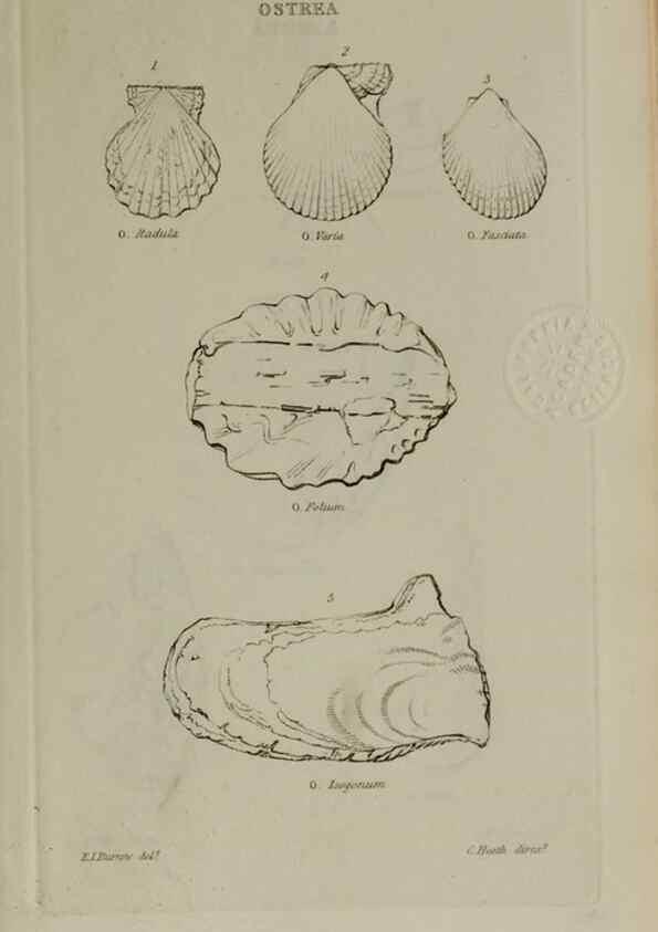 Reproducción/Reproduction 24646913755: Elements of conchology :. London :J. Duncan,1844.