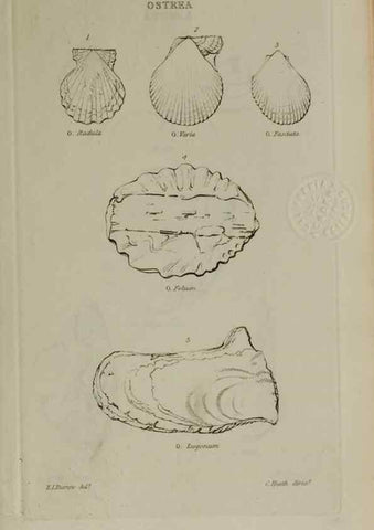 Reproducción/Reproduction 24646913755: Elements of conchology :. London :J. Duncan,1844.