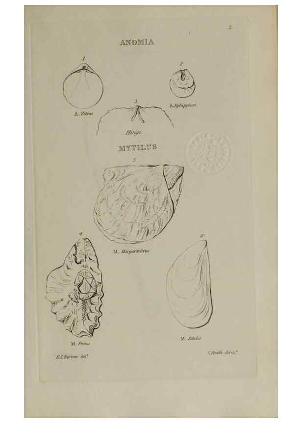 Reproducción/Reproduction 24564731581: Elements of conchology :. London :J. Duncan,1844.
