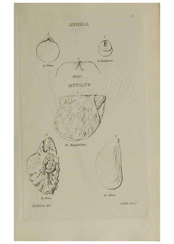 Reproducción/Reproduction 24564731581: Elements of conchology :. London :J. Duncan,1844.