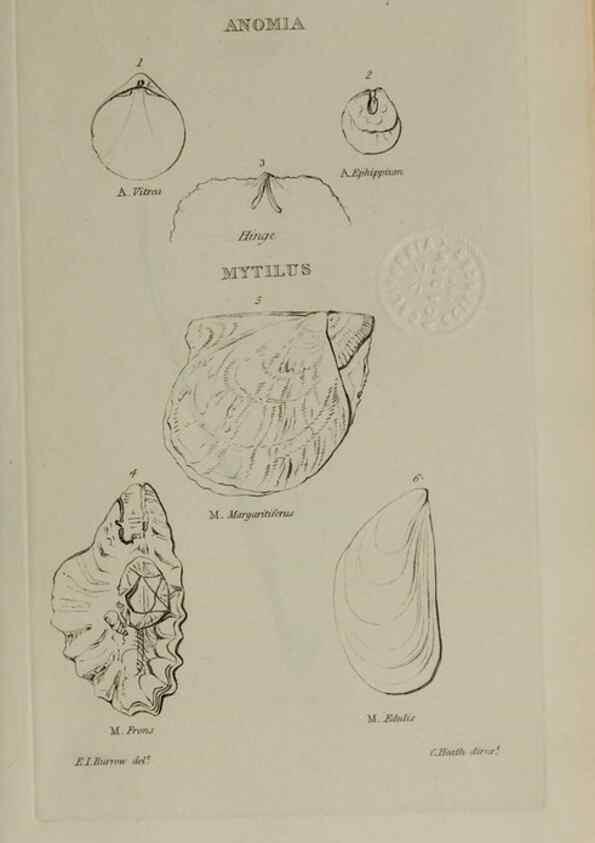Reproducción/Reproduction 24564731581: Elements of conchology :. London :J. Duncan,1844.