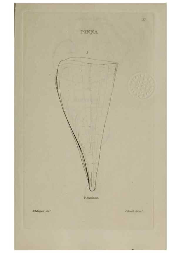Reproducción/Reproduction 24351384440: Elements of conchology :. London :J. Duncan,1844.