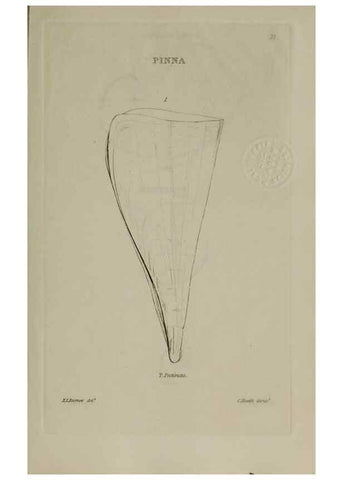 Reproducción/Reproduction 24351384440: Elements of conchology :. London :J. Duncan,1844.