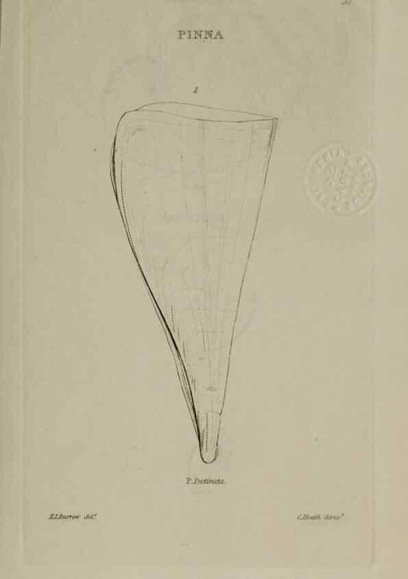 Reproducción/Reproduction 24351384440: Elements of conchology :. London :J. Duncan,1844.