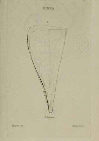 Reproducción/Reproduction 24351384440: Elements of conchology :. London :J. Duncan,1844.