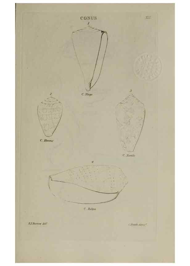 Reproducción/Reproduction 24620742036: Elements of conchology :. London :J. Duncan,1844.