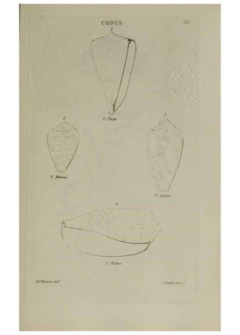Reproducción/Reproduction 24620742036: Elements of conchology :. London :J. Duncan,1844.