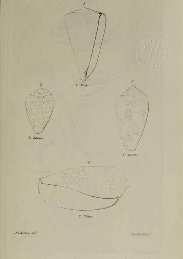 Reproducción/Reproduction 24620742036: Elements of conchology :. London :J. Duncan,1844.