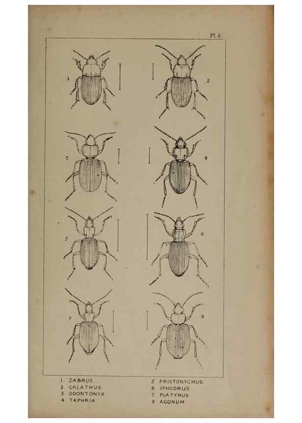Reproducción/Reproduction 24279615309: The British Coleoptera delineated,. London,W. Crofts,1840.