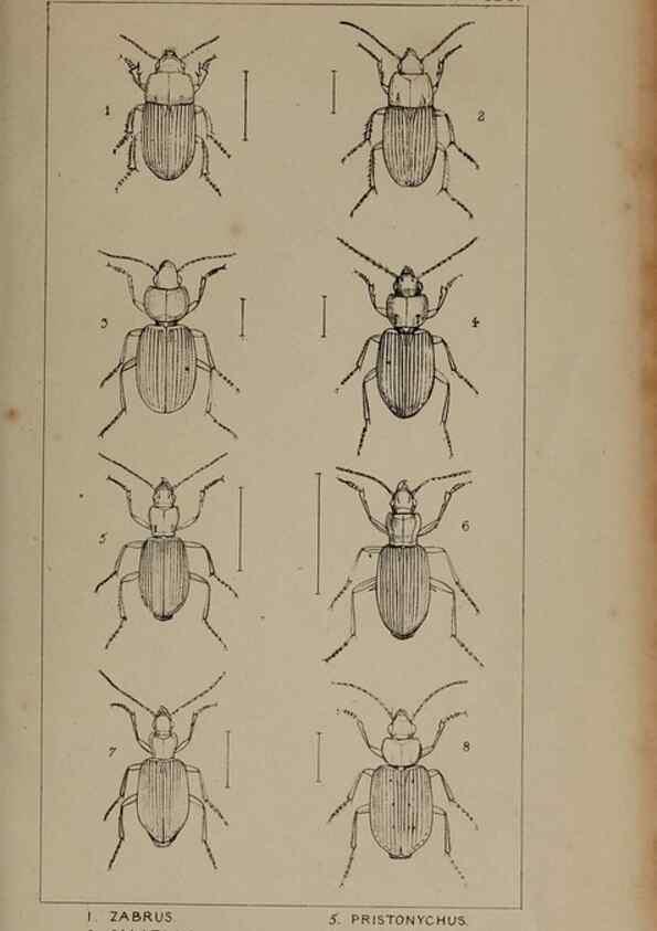 Reproducción/Reproduction 24279615309: The British Coleoptera delineated,. London,W. Crofts,1840.