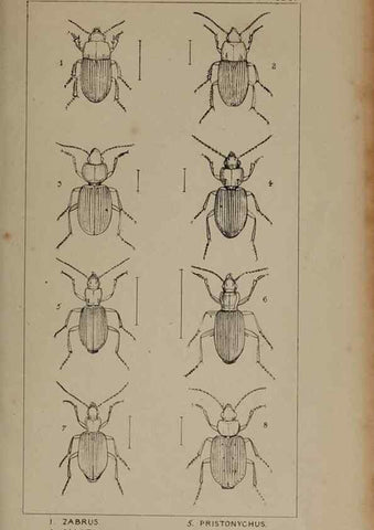 Reproducción/Reproduction 24279615309: The British Coleoptera delineated,. London,W. Crofts,1840.