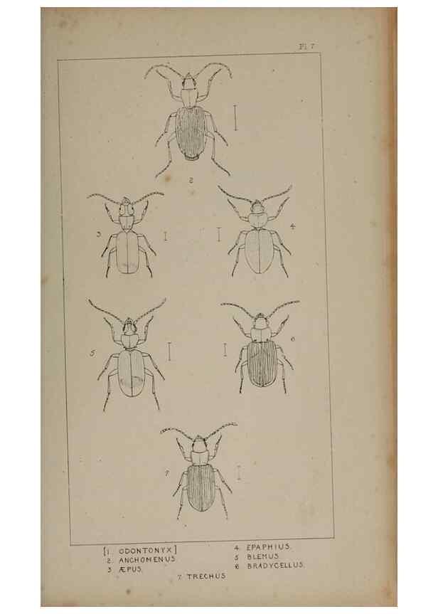 Reproducción/Reproduction 24020545593: The British Coleoptera delineated,. London,W. Crofts,1840.