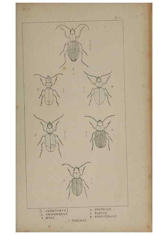 Reproducción/Reproduction 24020545593: The British Coleoptera delineated,. London,W. Crofts,1840.