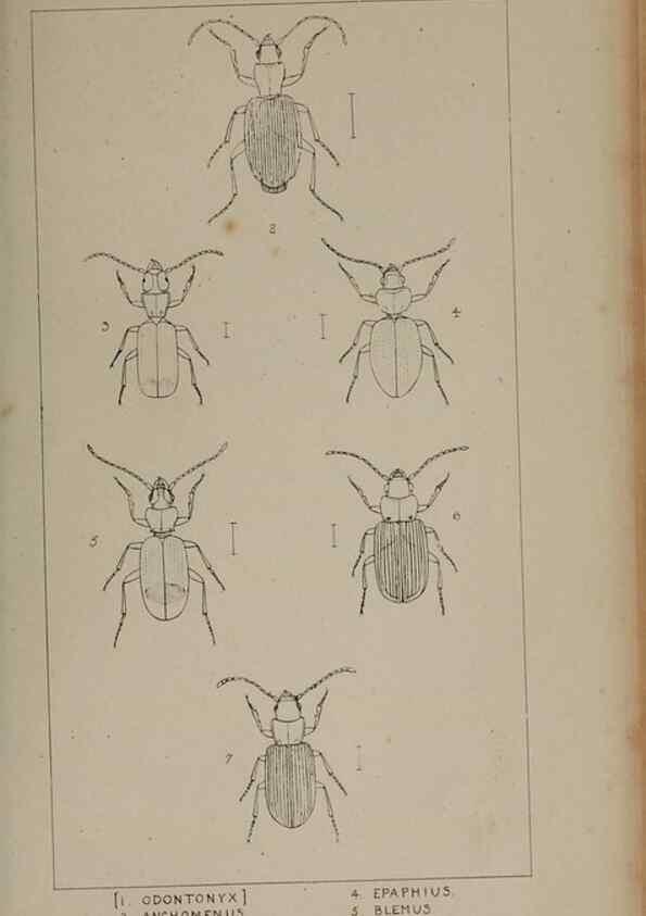Reproducción/Reproduction 24020545593: The British Coleoptera delineated,. London,W. Crofts,1840.