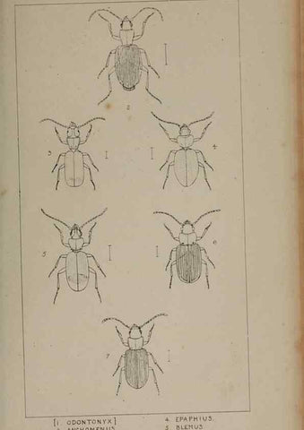 Reproducción/Reproduction 24020545593: The British Coleoptera delineated,. London,W. Crofts,1840.