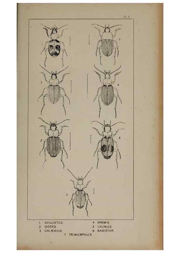 Reproducción/Reproduction 24621164386: The British Coleoptera delineated,. London,W. Crofts,1840.