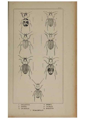 Reproducción/Reproduction 24621164386: The British Coleoptera delineated,. London,W. Crofts,1840.