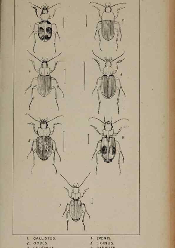 Reproducción/Reproduction 24621164386: The British Coleoptera delineated,. London,W. Crofts,1840.