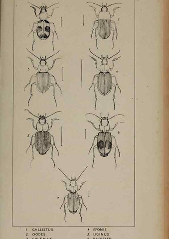 Reproducción/Reproduction 24621164386: The British Coleoptera delineated,. London,W. Crofts,1840.
