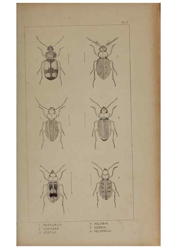 Reproducción/Reproduction 24538994932: The British Coleoptera delineated,. London,W. Crofts,1840.