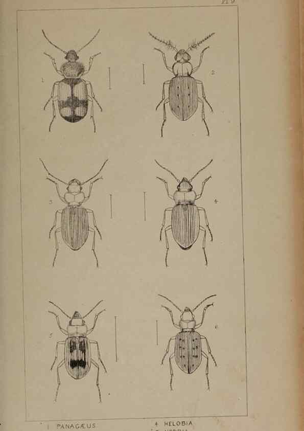 Reproducción/Reproduction 24538994932: The British Coleoptera delineated,. London,W. Crofts,1840.