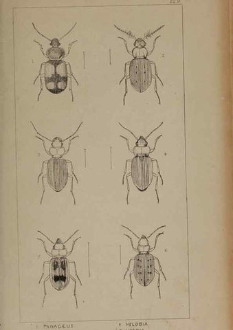 Reproducción/Reproduction 24538994932: The British Coleoptera delineated,. London,W. Crofts,1840.