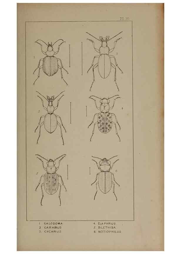 Reproducción/Reproduction 24279631869: The British Coleoptera delineated,. London,W. Crofts,1840.