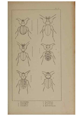 Reproducción/Reproduction 24279631869: The British Coleoptera delineated,. London,W. Crofts,1840.