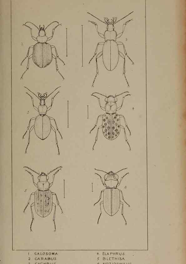 Reproducción/Reproduction 24279631869: The British Coleoptera delineated,. London,W. Crofts,1840.