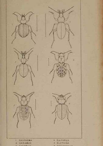 Reproducción/Reproduction 24279631869: The British Coleoptera delineated,. London,W. Crofts,1840.