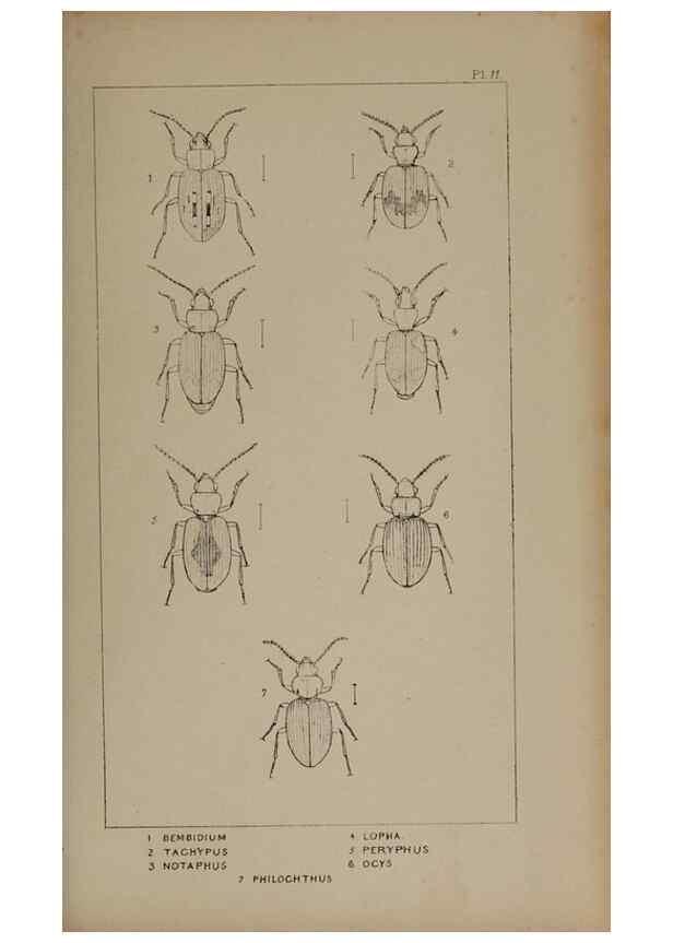 Reproducción/Reproduction 24647363205: The British Coleoptera delineated,. London,W. Crofts,1840.