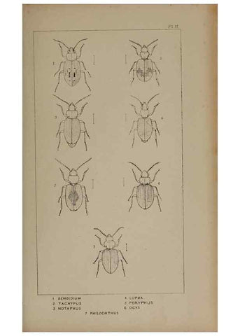 Reproducción/Reproduction 24647363205: The British Coleoptera delineated,. London,W. Crofts,1840.