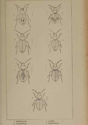 Reproducción/Reproduction 24647363205: The British Coleoptera delineated,. London,W. Crofts,1840.