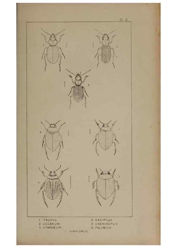Reproducción/Reproduction 24565178441: The British Coleoptera delineated,. London,W. Crofts,1840.