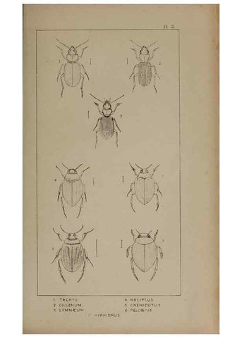 Reproducción/Reproduction 24565178441: The British Coleoptera delineated,. London,W. Crofts,1840.
