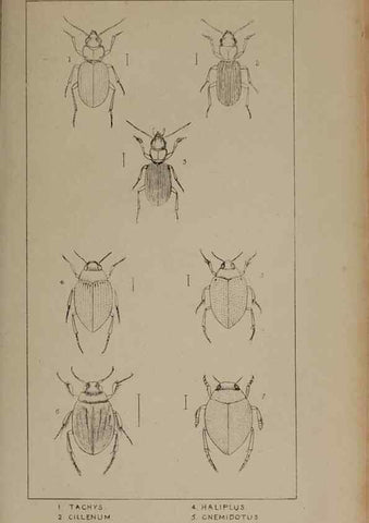 Reproducción/Reproduction 24565178441: The British Coleoptera delineated,. London,W. Crofts,1840.