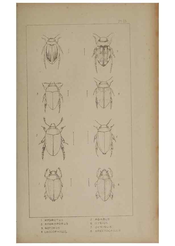 Reproducción/Reproduction 24621182376: The British Coleoptera delineated,. London,W. Crofts,1840.