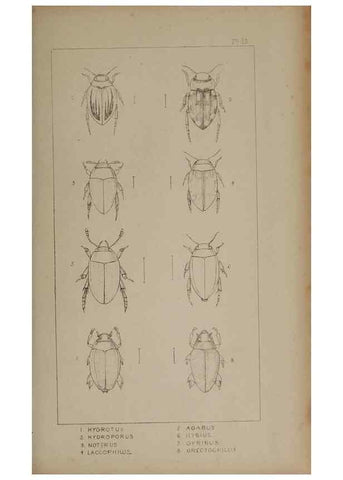 Reproducción/Reproduction 24621182376: The British Coleoptera delineated,. London,W. Crofts,1840.