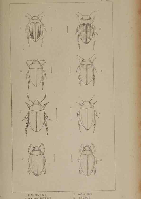 Reproducción/Reproduction 24621182376: The British Coleoptera delineated,. London,W. Crofts,1840.