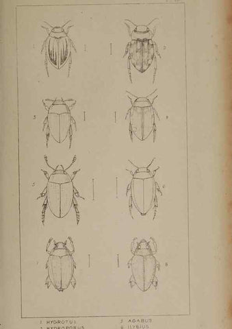Reproducción/Reproduction 24621182376: The British Coleoptera delineated,. London,W. Crofts,1840.