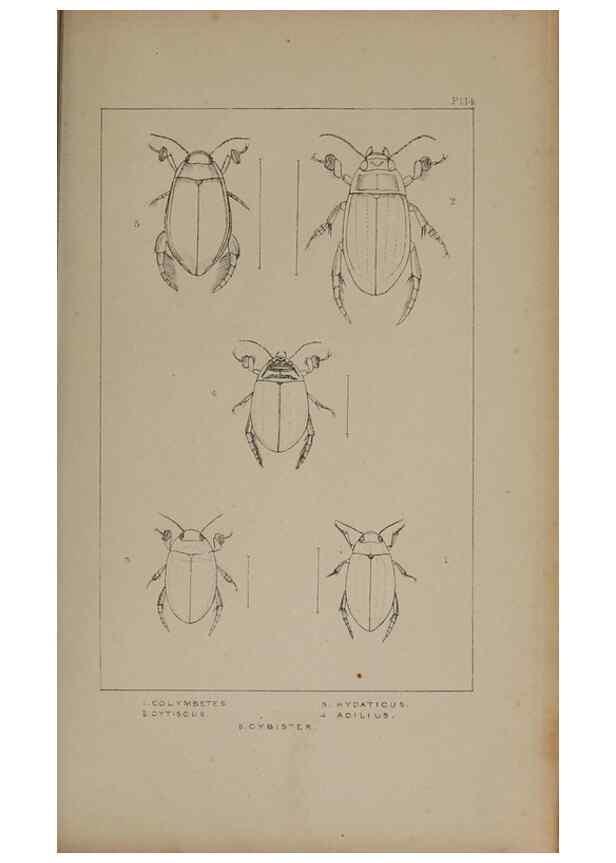 Reproducción/Reproduction 24279646849: The British Coleoptera delineated,. London,W. Crofts,1840.