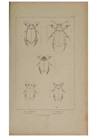 Reproducción/Reproduction 24279646849: The British Coleoptera delineated,. London,W. Crofts,1840.