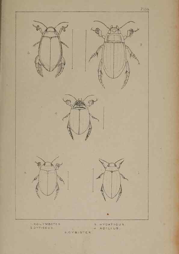 Reproducción/Reproduction 24279646849: The British Coleoptera delineated,. London,W. Crofts,1840.