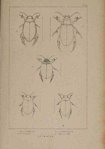 Reproducción/Reproduction 24279646849: The British Coleoptera delineated,. London,W. Crofts,1840.