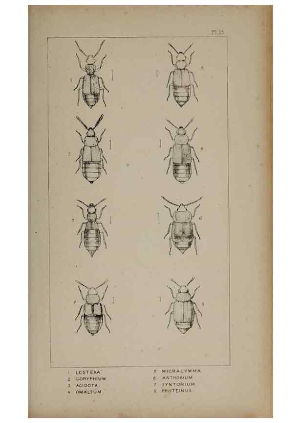 Reproducción/Reproduction 24565188611: The British Coleoptera delineated,. London,W. Crofts,1840.