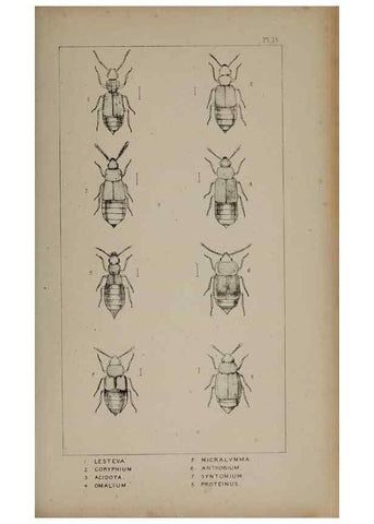 Reproducción/Reproduction 24565188611: The British Coleoptera delineated,. London,W. Crofts,1840.