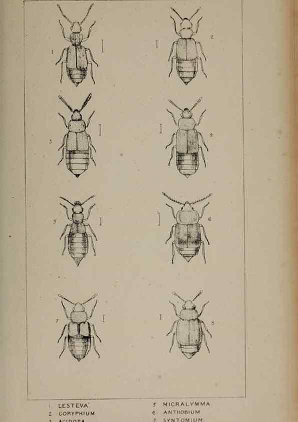 Reproducción/Reproduction 24565188611: The British Coleoptera delineated,. London,W. Crofts,1840.
