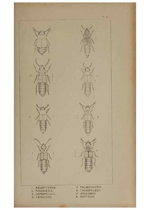 Reproducción/Reproduction 24351842690: The British Coleoptera delineated,. London,W. Crofts,1840.